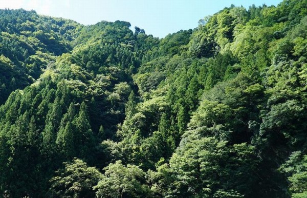 山林は「ひと山〇〇万円」ではなく、“山の一部”を購入するため、ひとつの山に複数の地権者がいる。山林売買の取引単位は平均で6,000坪（約2万平米）ほど。東京ドーム半分ぐらいの単位で売買が行われているそうだ