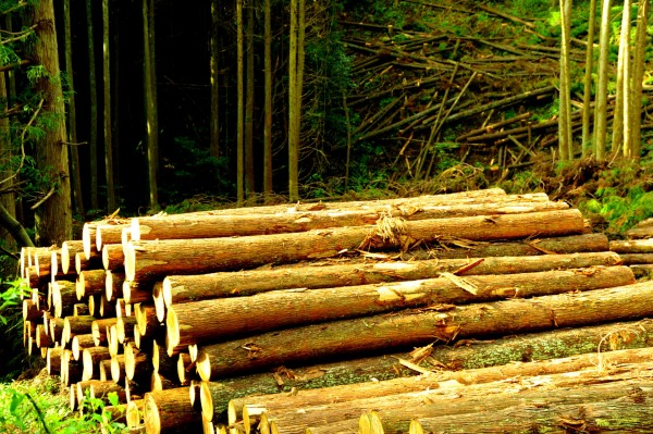 立木は4ｍずつ切って整え「原木丸太」にして木材市場に運ぶ。この「原木丸太」にする作業も自分の山で行うため、山林面積の大きな山の方が製造もしやすく、必要以上のコストがかかることを避けられるメリットもあるそうだ