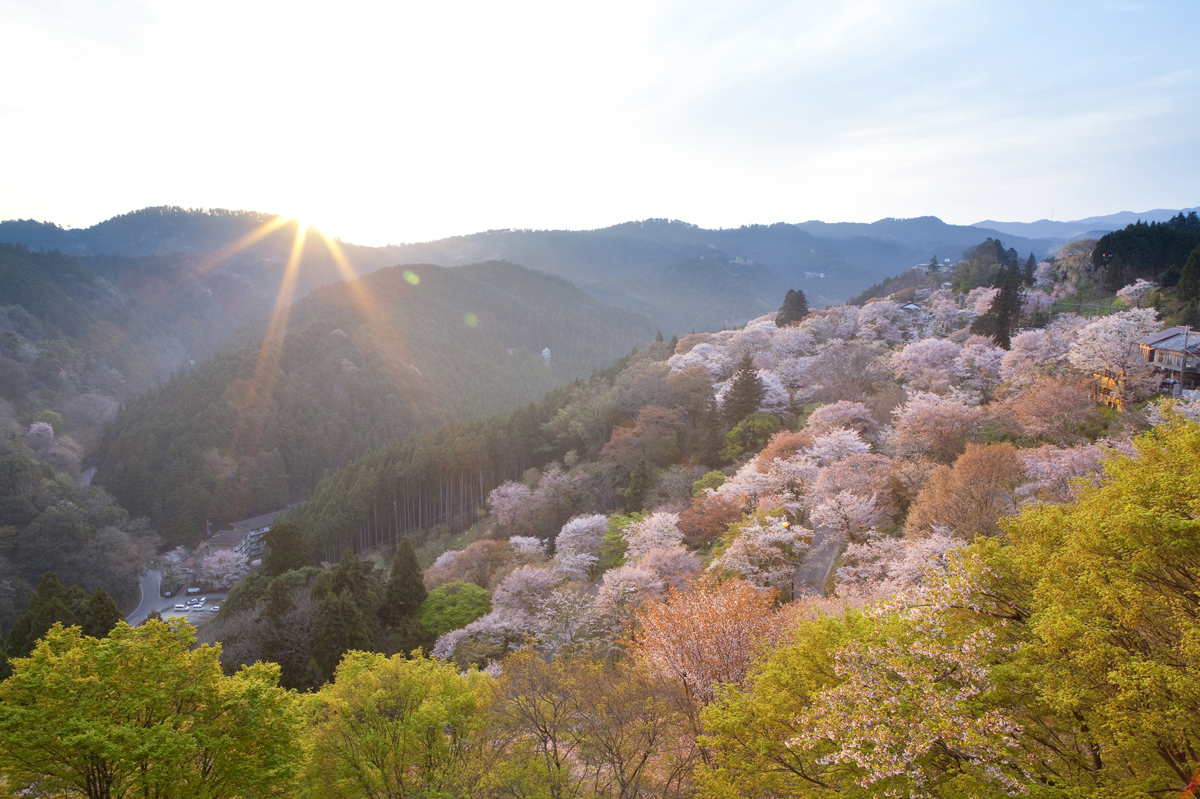 吉野の中千本の桜