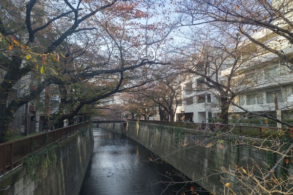 目黒川は古くからの観光スポットであり桜の名所。花見シーズンが訪れると多くの人でにぎわう。