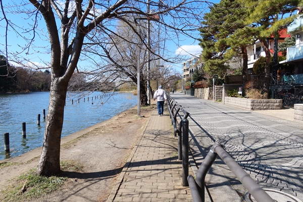 石神井池脇の道。この通り沿いエリアは練馬区内ではかなりお高いエリアになる