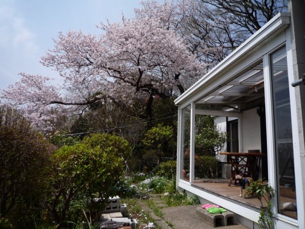 最初に購入した物件。築90年以上の古民家をリノベーションして、11室のシェアハウスとして利用。広い庭もあり、春になると満開の桜を楽しむこともできる。