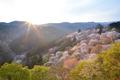 広すぎる空き家を活用するには？桜の名所・奈良県吉野町で元旅館を再生！ ゲストハウスやコワーキング、レンタルスペースへ不動産投資改装事例_画像