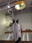 「猫好きさんが集うシェアオフィス」と店舗・オフィスに大規模リノベ！ オフィス街でなくても発想力・企画力で勝負_画像